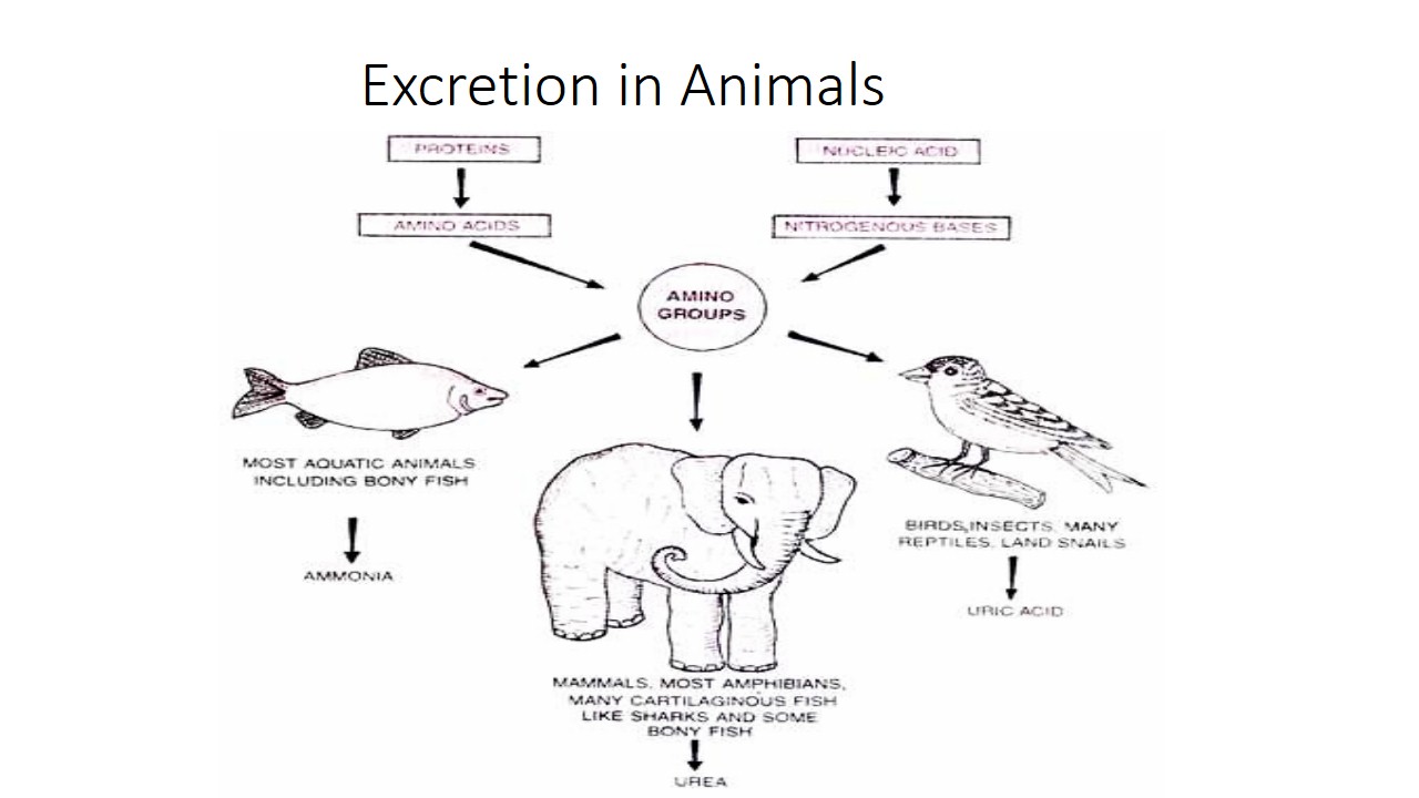 do-all-animals-excrete-waste-updated-august-2022