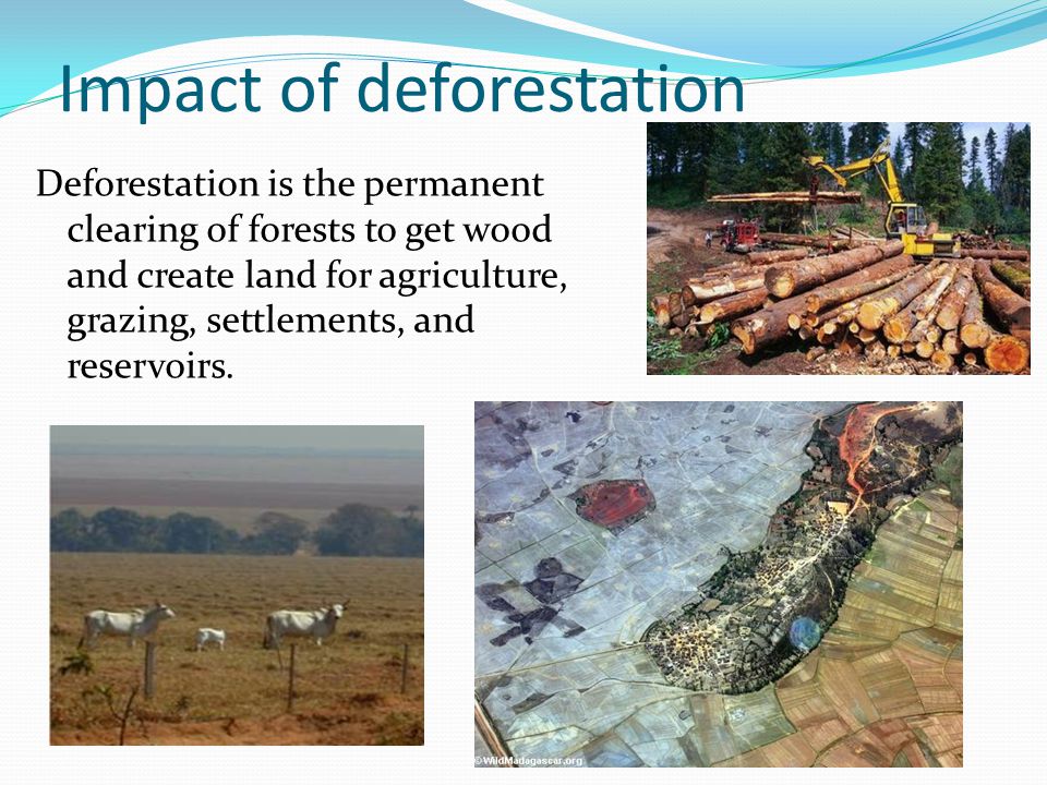 How do anthropogenic activities impact the diversity? | updated ...