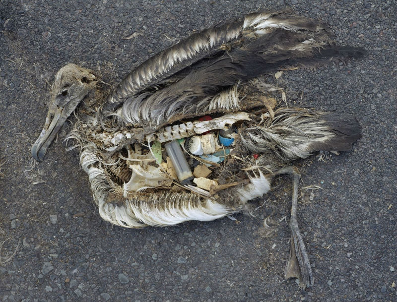 what-happens-when-birds-eat-plastic-updated-october-2022