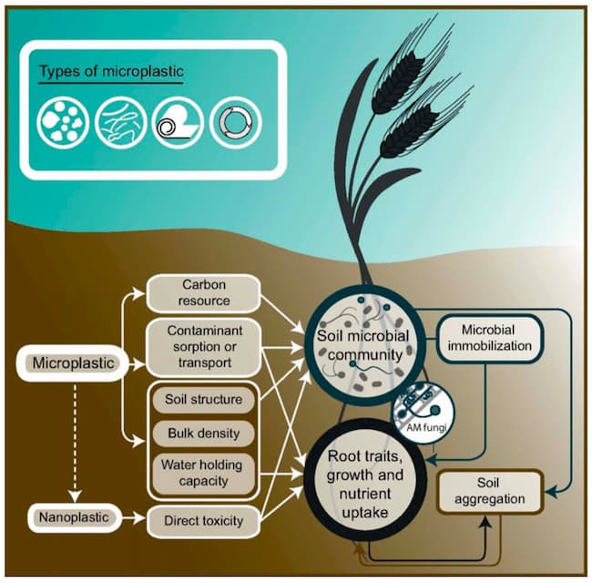 How does plastic pollution affect plants? updated October 2022