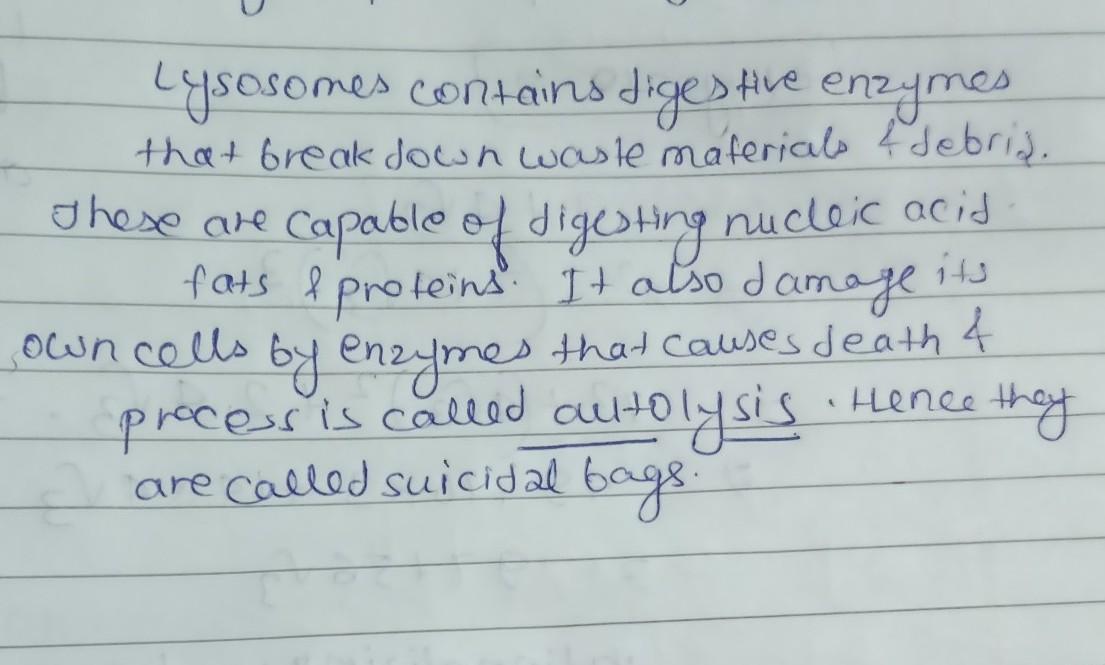 Why are lysosomes called suicidal bags? | updated August 2022